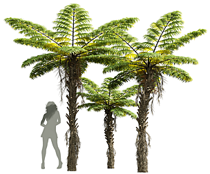 Alsophila Spinulosa Fern Decorative Medium
