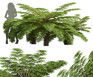 Alsophila Spinulosa Fern Decorative Small