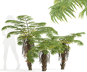 Alsophila Spinulosa Fern Small