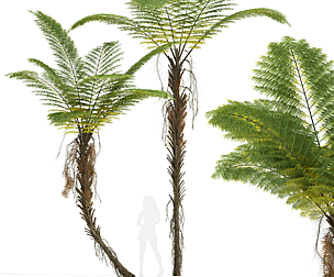 Alsophila Spinulosa Fern Tall