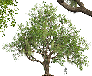 Angel Oak Live Tree Spanish Moss
