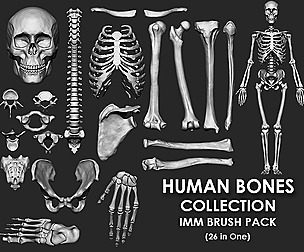 (Skeleton) Human Bones Brush Pack 26 in One
