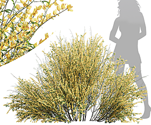 Cytisus scoparius Bush