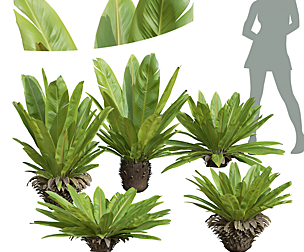 Neottopteris Nidus Bush Decorative 3D model