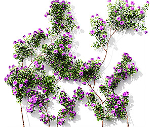 New Plant High detail Climbing Roses Wall02 Grow
