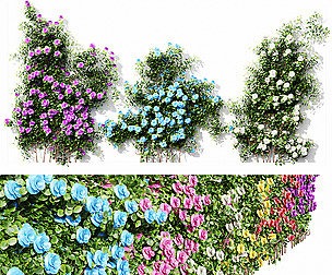 Climbing Roses Wall01 Grow