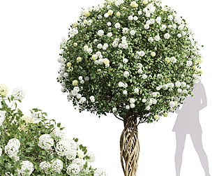 Viburnum Opulus Roseum Decorative Bush