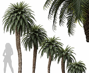 Cycas Revoluta Palmfarn Tree