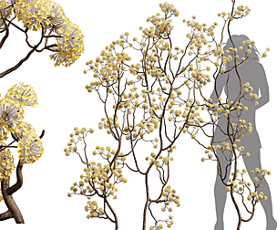Edgeworthia Chrysantha Paperbush Tree
