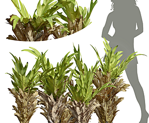 New Plant High detail Drynaria Roosii Bush
