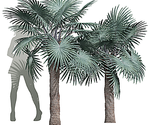 Bismarckia Nobilisi Palm Medium