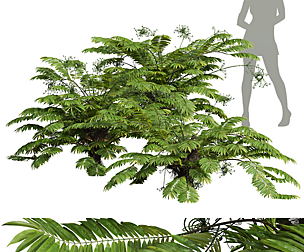 Angiopteris Fokiensis Fern Forest