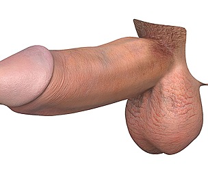 Photorealistic European Male Penis