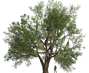 Angel Oak Live Tree Spanish Moss03