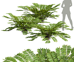 Angiopteris Fokiensis Fern