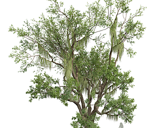 Angel Oak Live Tree Spanish Moss02