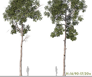 Set of Parashorea Chinensis Tree ( Shorea )