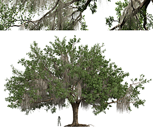 Angel Oak Live Tree Spanish Moss Fractal