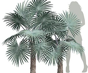 Bismarckia Nobilisi Palm Small