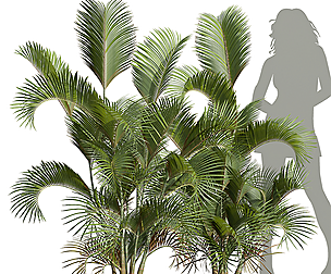 Chrysalidocarpus Lutescens Small