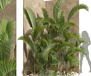 Chrysalidocarpus Lutescens Small Garden