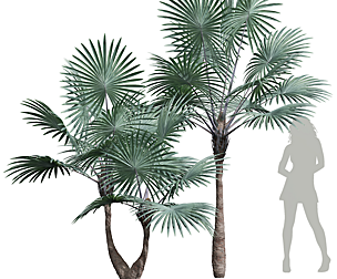 Bismarckia Nobilisi Palm Decorative