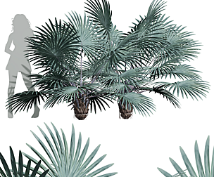 Bismarckia Nobilisi Palm Decorative Small