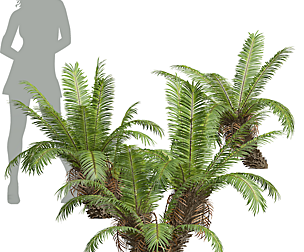 New Plant High detail Brainea Insignis Fern Bush