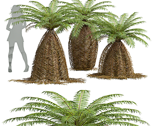 Brainea Insignis Fern Long Beard Medium