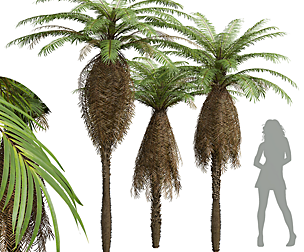 Brainea Insignis Fern Long Beard Tall
