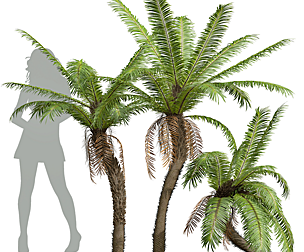 Brainea Insignis Fern Medium