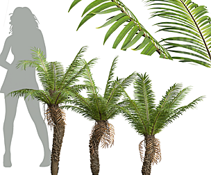 Brainea Insignis Fern Small