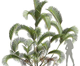 Chrysalidocarpus Lutescens02