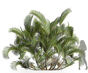 Chrysalidocarpus Lutescens03