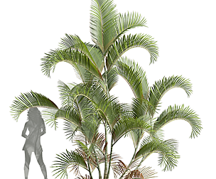 Chrysalidocarpus Lutescens