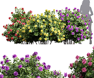 Climbing Roses Bush