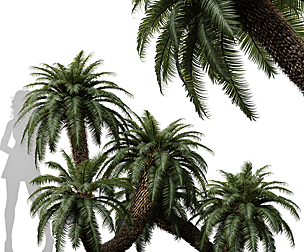 Cycas Revoluta Palmfarn