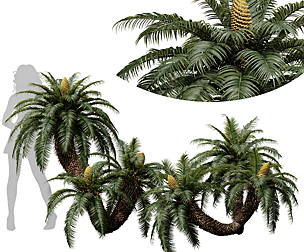 Cycas Revoluta Palmfarn Fruit