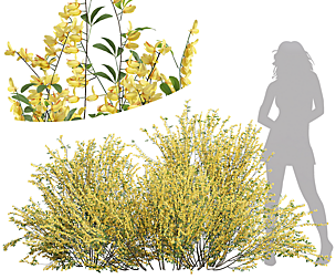 New Plant High detail Cytisus scoparius