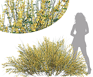 Cytisus Scoparius Medium