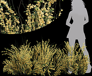 New Plant High detail Cytisus scoparius Small