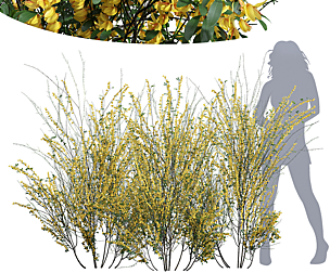 New Plant High detail Cytisus scoparius Tall