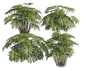 New Plant High detail Dipteris Conjugata Small