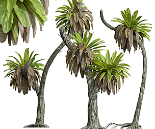 New Plant High detail Neottopteris Nidus
