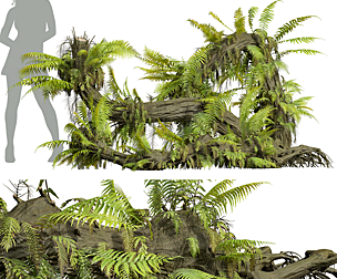 New Plant High detail Drynaria Roosii Uprooted