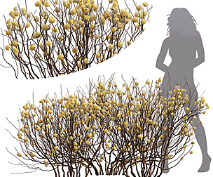 Edgeworthia Chrysantha Paperbush