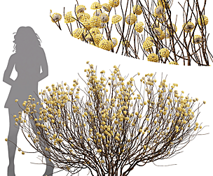 Edgeworthia Chrysantha Paperbush Bush