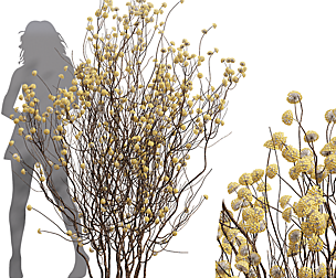 Edgeworthia Chrysantha Paperbush Tall