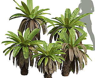New Plant High detail Neottopteris Nidus Bush