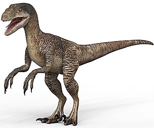 Velociraptor Dinosaur